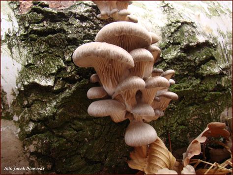 Boczniak Ostrygowaty Pleurotus Ostreatus Forum Nagrzyby Pl