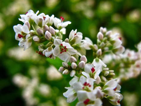 buckwheat plant flower  dara patao blog