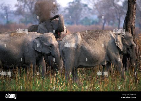 Indian Elephants Dust Bathing Elephas Maximus Kaziranga Np Assam India