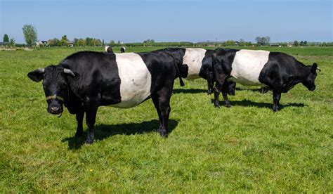 7 Black and White Cow Breeds - Farmhouse Guide