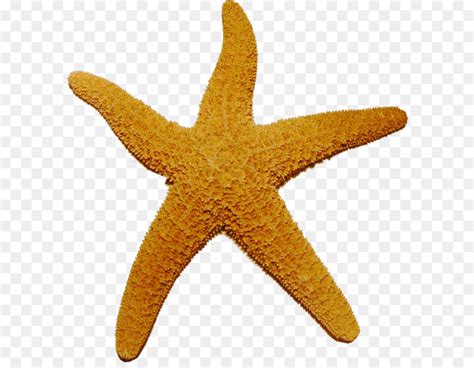 Estrela Do Mar Fr Gil Estrelas Echinoderm Png Transparente Gr Tis