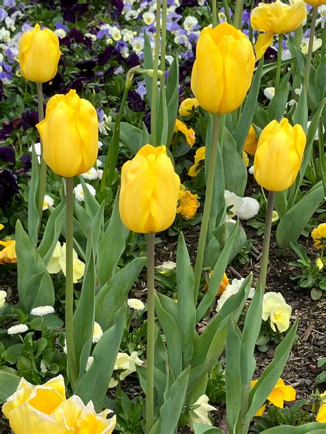 Single Tulip Novi Sun