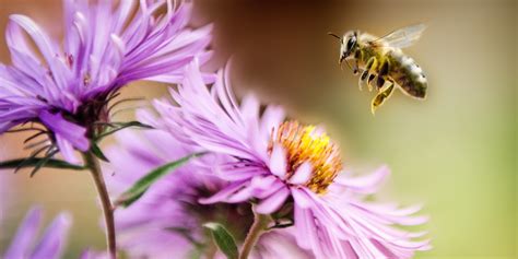 Creative Cross-Pollination – The Winged Pen