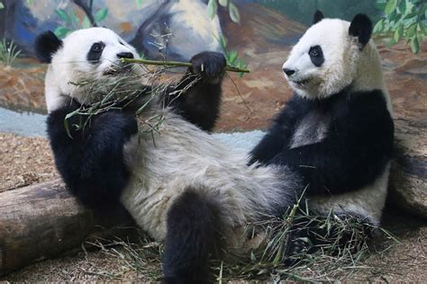 Mei Lun and Mei Huan | 1/17/19 | smileybears | Flickr