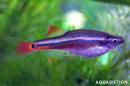 minnow fish types rare common minnows