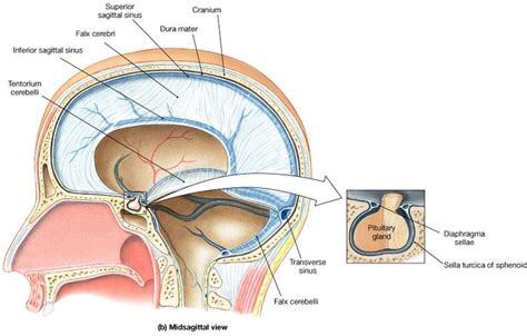 Diaphragma Sellae Brain Anatomy Brain Anatomy And Function