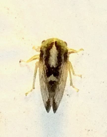 Treehopper Atymna Bugguidenet