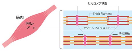 筋収縮のメカニズム 筋の構造と筋収縮のメカニズム Wcnoo