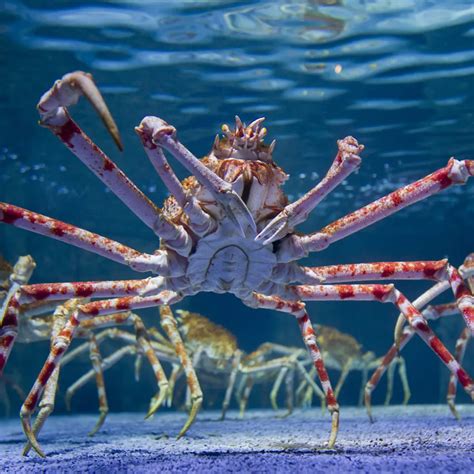 Japanese Spider Crab Facts And Photos