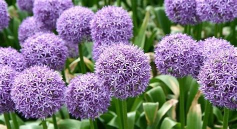 Декоративный лук с фиолетовыми цветами: фото