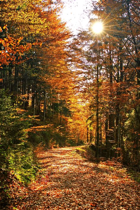 Vertical Fall Wallpaper