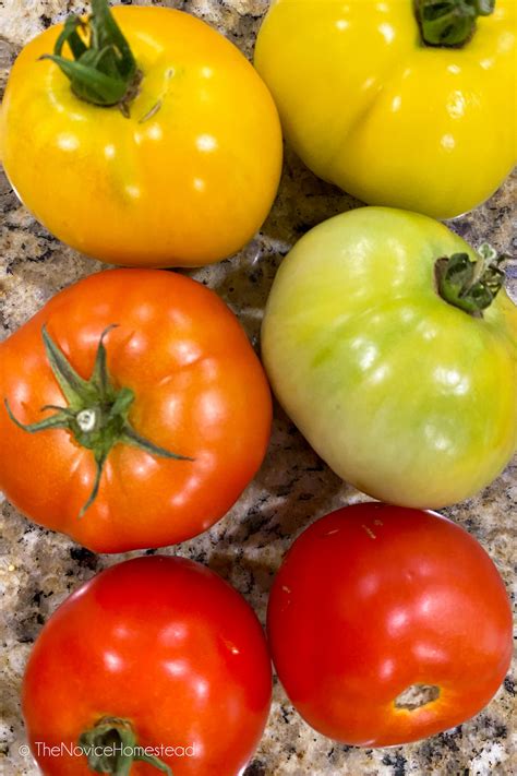 How to Store Tomatoes to Stay Fresh Longer - The Novice Homestead