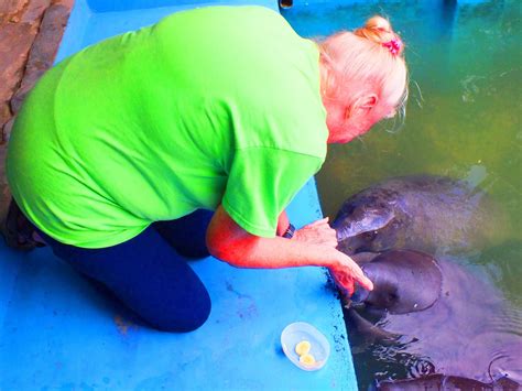 A Journey of 10,000 Miles to Antarctica: Manatee of the Peruvian Amazon