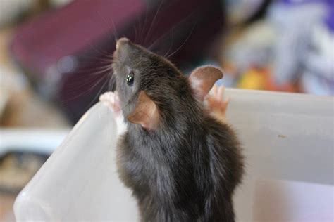 Rat Info Crescenity Rattery