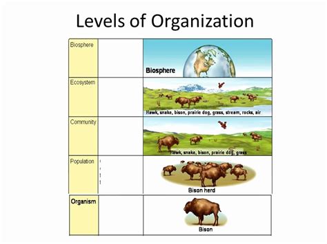 50 Levels Of Ecological Organization Worksheet