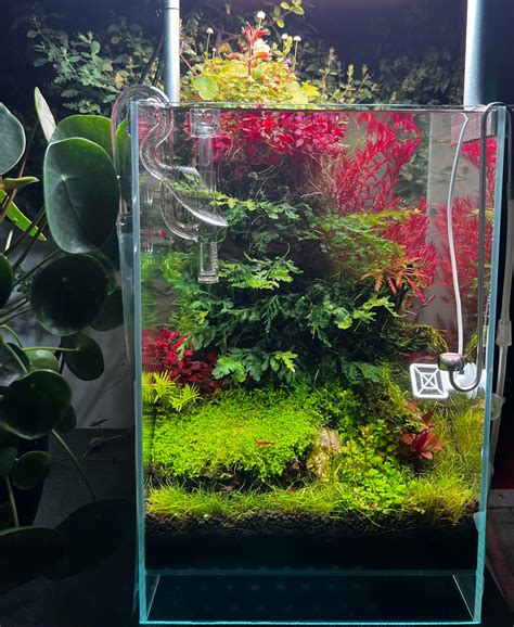 2 years and still thriving : r/PlantedTank