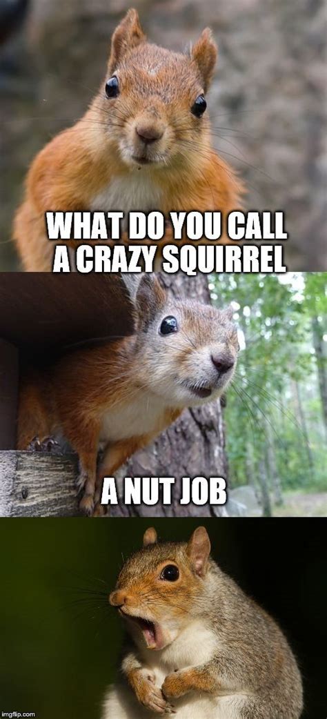 Bad Pun Squirrel Squirrel Puns Squirrel Funny Squirrel Memes