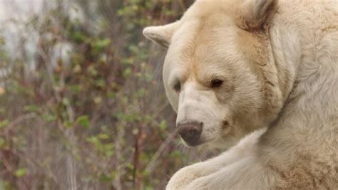"Kermode Bear" Images – Browse 225 Stock Photos, Vectors, and Video ...