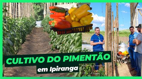 Reportagem Cultivo Do Piment O Em Ipiranga Youtube