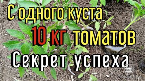 10 КГ помидор с ОДНОГО куста| Большой урожай томатов| Правильная ...