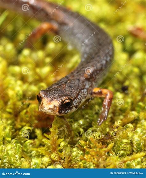 Four Toed Salamander Stock Image Image Of Plethodontidae 30802973