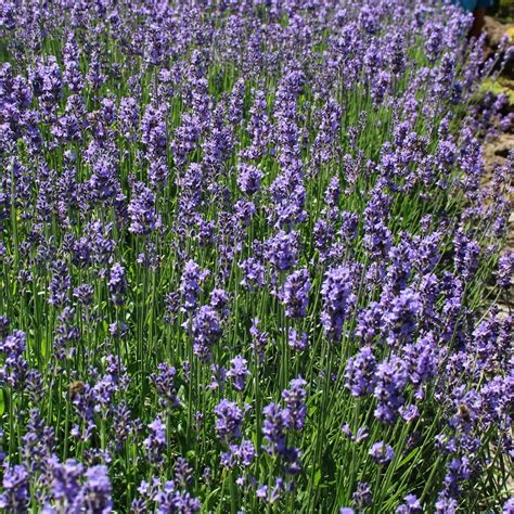 Лаванда - Садовый центр "Лизгард" - Купить Лаванда в Киеве с доставкой ...