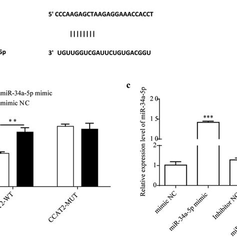 Mir A P Interact With Utrs Of Ccat Dual Luciferase Assay Of