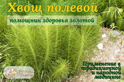 Хвощ полевой – лекарственная сила гомеопатических средств