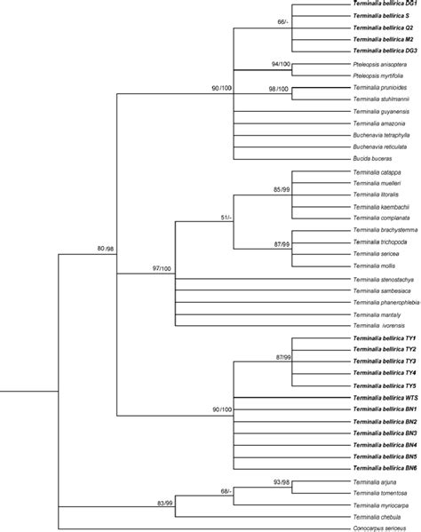 Maximum Parsimony Tree Inferred From The Trnh Psba Sequence Data The