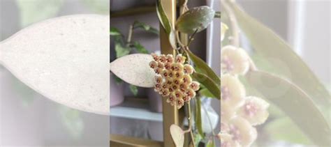 Хойя Валиниана купить в Санкт-Петербурге | Товары для дома и дачи | Авито