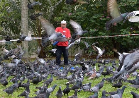 Who's Stealing New York City's Pigeons?