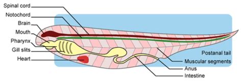 Echinoderms And Invertebrate Chordates Ck 12 Foundation