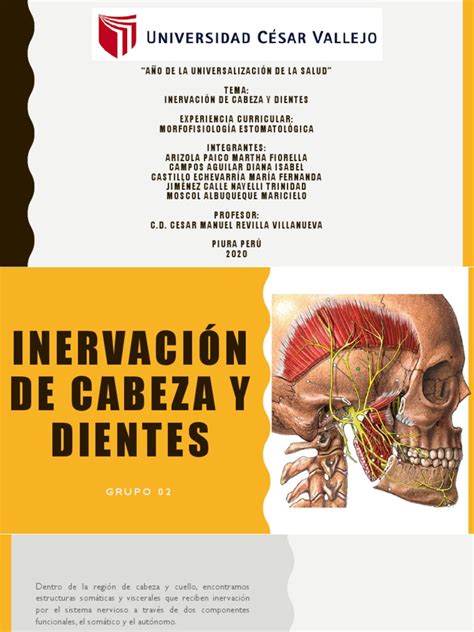 Inervación De Cabeza Y Dientes Pdf Sistema Nervioso Boca