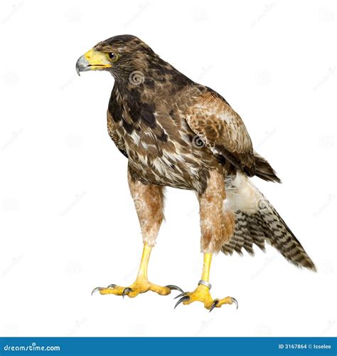Harris Hawk Stock Photo Image Of Harris Wings Vertebrate 3167864