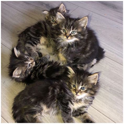 Kittens For Sale From A Full Long Haired Maine Coon In Renfrew