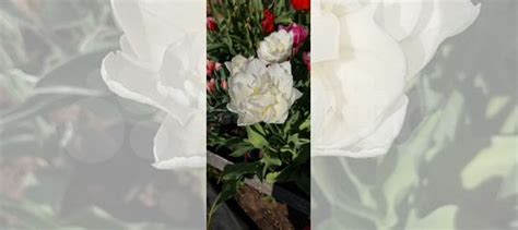 Луковицы тюльпанов купить в Уфе | Товары для дома и дачи | Авито