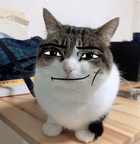 Cute Cat Profile Pictures And Cartoon Cat Icons