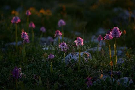 Italy Group Of Wild Orchid Orchis Italica Naked Man Orchid Gargano In Italy Flowering Pink
