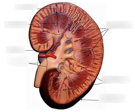 kidney structure diagram quizlet