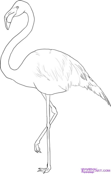 How To Draw A Pink Flamingo Step By Step at Drawing Tutorials