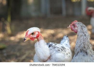 Naked Neck Chicken Stock Photo 704513194 Shutterstock