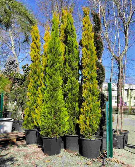 Лимонов Кипарис (Cupressus Macrocarpa 'Gold Crest') - Дворът БГ