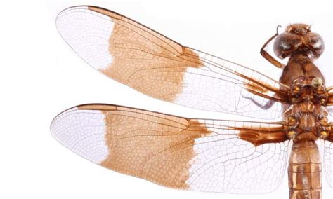 Insect Wings Inspire New Ways To Fight Superbugs
