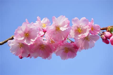 Cherry Blossom Tree Colors at Tracey Parmelee blog