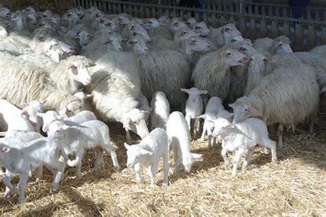 Sarda Sheep Wikiwand