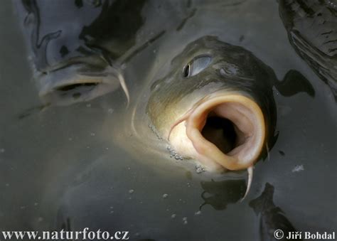 Carp Photos, Carp Images, Nature Wildlife Pictures | NaturePhoto