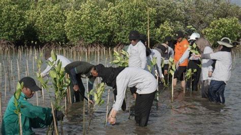 KALLA Tanam 32 Ribu Bibit Mangrove Di Pangkep Tribun Timur