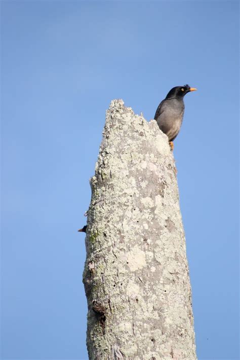 matahari terbenam burung tiong