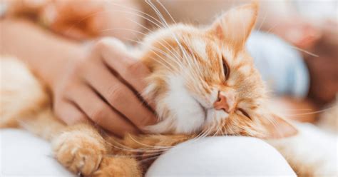 The Secret Life Of Cats Understanding Their Mysterious Ways Cats Maniac