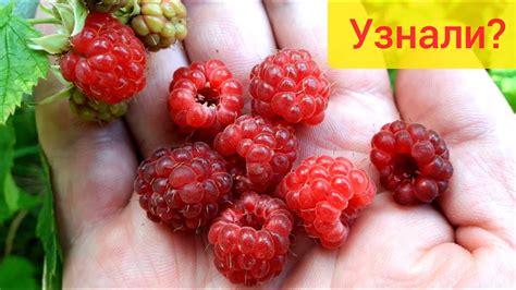 Где растёт малина в лесу - YouTube